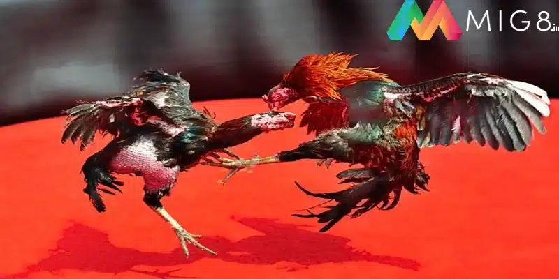 Người chơi nên cân nhắc sắp xếp thời gian để có thể theo dõi từ đầu đến cuối trận
