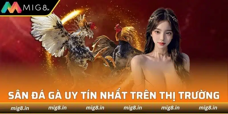 Sân đá gà uy tín được tổng hợp mới nhất trên thị trường